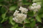 Wild hydrangea